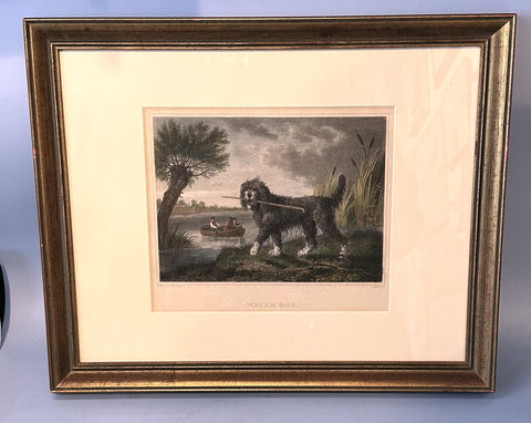 Engraving in Colors. Philip Reinagle (1749-1833) British Water Dog 5.75" x 7.75"