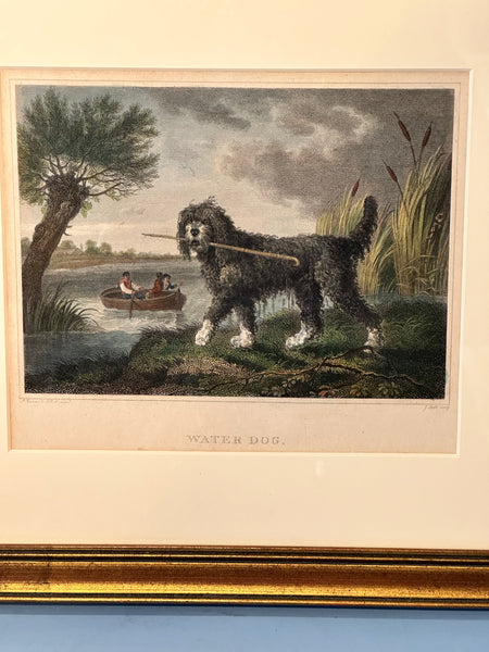 Engraving in Colors. Philip Reinagle (1749-1833) British Water Dog 5.75" x 7.75"