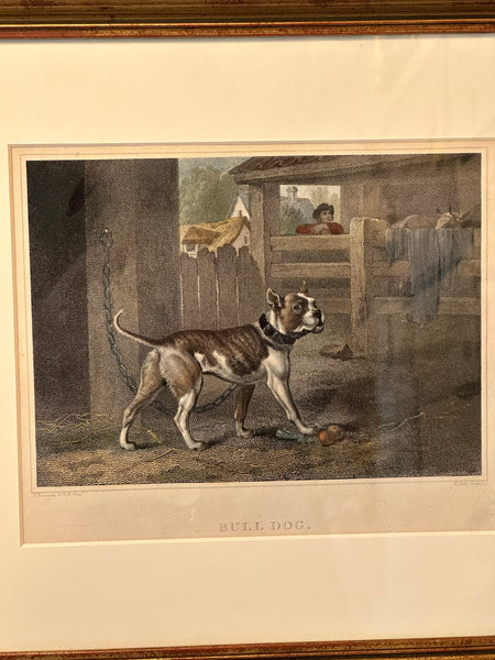 Engraving in Colors Philip Reinagle (1749-1833) British Bull Dog 5.75" x 7.75"