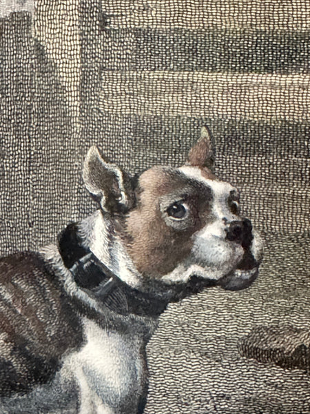 Engraving in Colors Philip Reinagle (1749-1833) British Bull Dog 5.75" x 7.75"